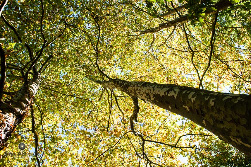 Vue de dessous des feuilles d'un arbre, exprimant la gratitude face à la beauté de la nature.